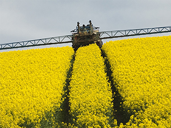 Flot gul rapsmark. Hvid bygning i baggrunden